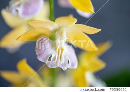 Ebinet of spring bloom 76539651