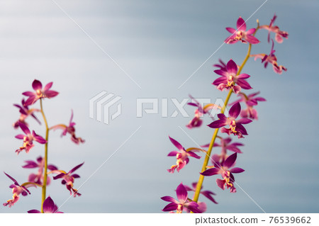 Ebinet of spring bloom 76539662