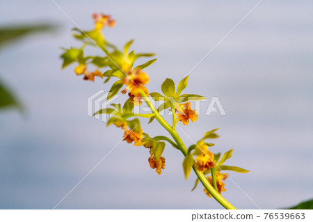 Ebinet of spring bloom 76539663