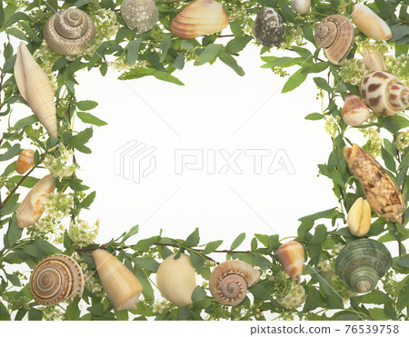 貝殼花邊的靜物白底 貝殼花邊的靜物白底 76539758