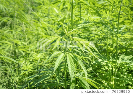 Marijuana plants - cannabis farm field 76539950