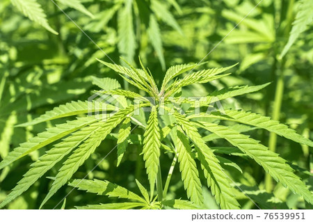 Marijuana plants - cannabis farm field Marijuana plants - cannabis farm field 76539951