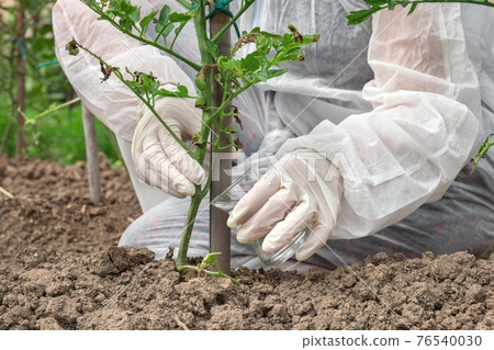 GMO scientist genetically modifying tomato at tomatoes farm GMO scientist genetically modifying tomato at tomatoes farm 76540030