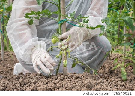 GMO scientist genetically modifying tomato at tomatoes farm 76540031