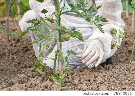 GMO scientist genetically modifying tomato at tomatoes farm GMO scientist genetically modifying tomato at tomatoes farm 76540036