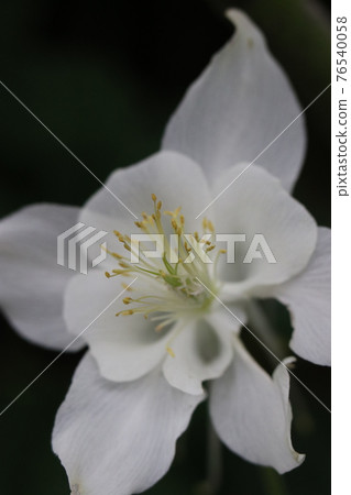 白花,鴿水晶正面 白花,鴿水晶正面 76540058