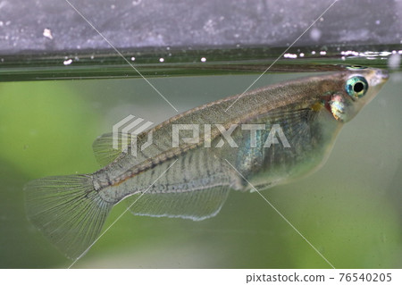 A female Indian killifish floating on the water's surface (macro photography in an aquarium tank) A female Indian killifish floating on the water's surface (macro photography in an aquarium tank) 76540205