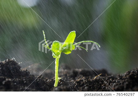 sprout of nut in agriculture and plant grow sequence with sunlight and green background 76540297
