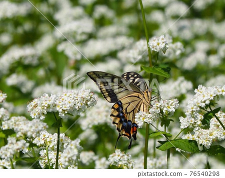 燕尾蝶在蕎麥田裡吮吸蕎麥花的花蜜 燕尾蝶在蕎麥田裡吮吸蕎麥花的花蜜 76540298