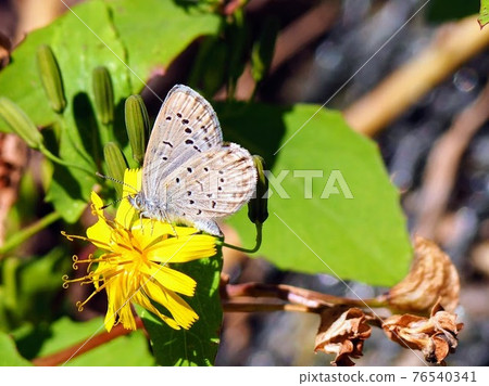 Spring scenery cute shijimi butterfly 76540341