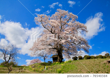 Nanakasaki Tenjin Sakura（福島縣三春鎮） 76540384