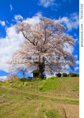 Nanakasaki Tenjin Sakura (Fukushima Prefecture, Miharu Town) Nanakasaki Tenjin Sakura (Fukushima Prefecture, Miharu Town) 76540389