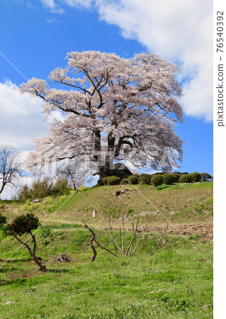 Nanakasaki Tenjin Sakura（福島縣三春鎮） 76540392