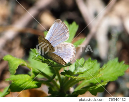 Cute gossamer butterfly Spring landscape with gossamer butterflies 76540482