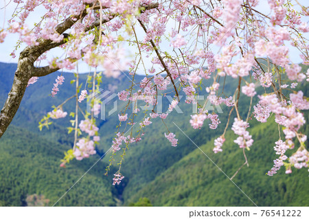 Takami no Sato:滿山遍野的垂枝櫻花 Takami no Sato:滿山遍野的垂枝櫻花 76541222