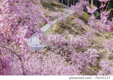Takami no Sato: Weeping cherry blossoms in full bloom that fill the mountain surface 76541237
