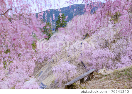 Takami no Sato: Weeping cherry blossoms in full bloom that fill the mountain surface Takami no Sato: Weeping cherry blossoms in full bloom that fill the mountain surface 76541240