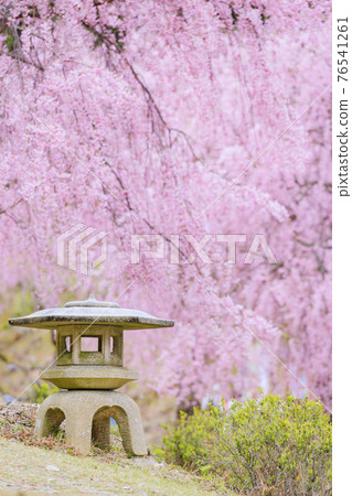 Takami no Sato: Weeping cherry blossoms in full bloom that fill the mountain surface 76541261