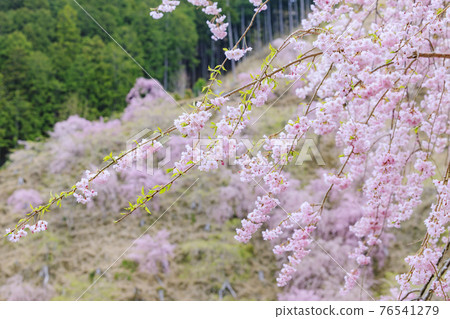 Takami no Sato: Weeping cherry blossoms in full bloom that fill the mountain surface 76541279