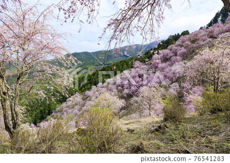 Takami no Sato：滿山遍野的垂枝櫻花 76541283