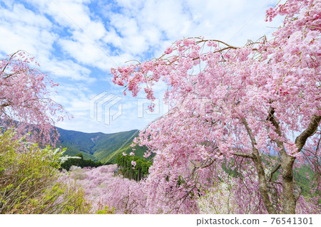 Takami no Sato: Weeping cherry blossoms in full bloom that fill the mountain surface Takami no Sato: Weeping cherry blossoms in full bloom that fill the mountain surface 76541301