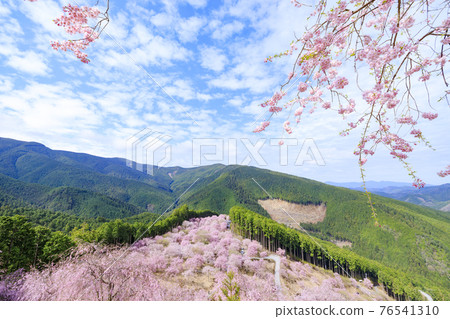 Takami no Sato: Weeping cherry blossoms in full bloom that fill the mountain surface Takami no Sato: Weeping cherry blossoms in full bloom that fill the mountain surface 76541310