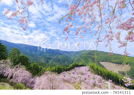 Takami no Sato: Weeping cherry blossoms in full bloom that fill the mountain surface Takami no Sato: Weeping cherry blossoms in full bloom that fill the mountain surface 76541311