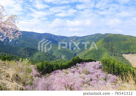 Takami no Sato：滿山遍野的垂枝櫻花 76541312