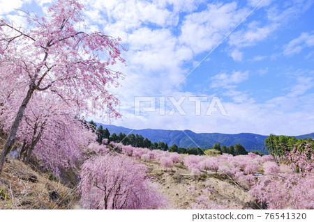 Takami no Sato: Weeping cherry blossoms in full bloom that fill the mountain surface Takami no Sato: Weeping cherry blossoms in full bloom that fill the mountain surface 76541320