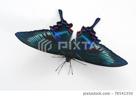 Miyama crow bean jelly 76541350