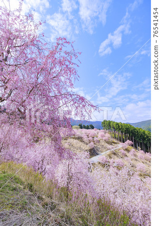Takami no Sato: Weeping cherry blossoms in full bloom that fill the mountain surface 76541454