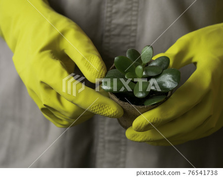 Man in gray robe and yellow rubber gloves holds Crassula in peat pots. Growing succulent plants - peaceful hobby for botany lovers. Spring sale of crop production in flower shop. 76541738