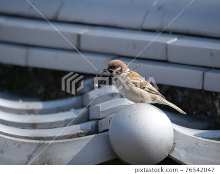 Sparrow 76542047
