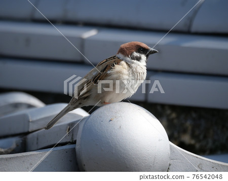 Sparrow 76542048