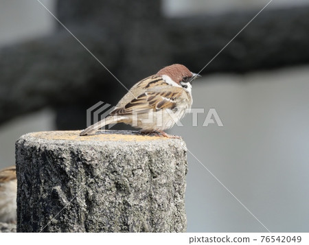 Sparrow 76542049