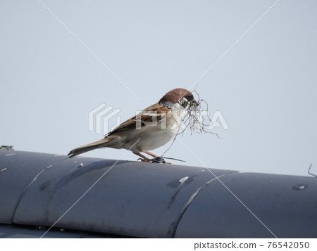 Sparrow 76542050