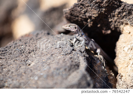 Southern Tenerife Lizard basking on volcanic stone Southern Tenerife Lizard basking on volcanic stone 76542247