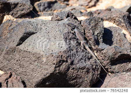 Southern Tenerife Lizard basking on volcanic stone Southern Tenerife Lizard basking on volcanic stone 76542248