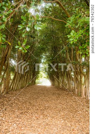 Totoro no Mori Totoro no Mori 76542302