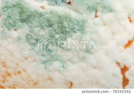 Green mold on a citrus fruit peel. Penicillium fungus, growing in the form of multicellular filaments, called hyphae. Green mould or green rot, a fungus, causing food spoilage. Close-up, macro photo. 76542542