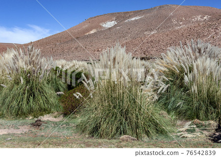 Pampas Grass - Atacama Desert in northern Chile Pampas Grass - Atacama Desert in northern Chile 76542839