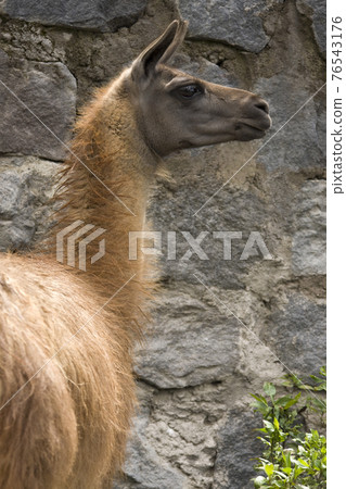 Llama on a farm - Ecuador - South America 76543176