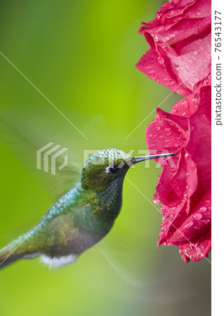Booted Racket-tail Hummingbird - Mindo Cloud Forest - Ecuador 76543177