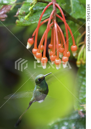 Booted Racket-Tail Hummingbird - Mindo Cloud Forest - Ecuador Booted Racket-Tail Hummingbird - Mindo Cloud Forest - Ecuador 76543184
