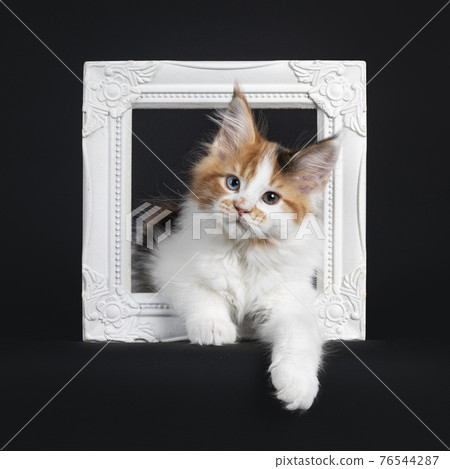 Maine Coon cat kitten on black background Maine Coon cat kitten on black background 76544287