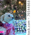 Pet dog staring somewhere 76544868