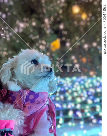 Pet dog staring somewhere 76544868