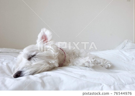 West Highland White Terrier to sleep comfortably on the bed West Highland White Terrier to sleep comfortably on the bed 76544976