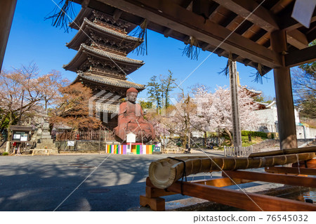 八公山興正寺、櫻花盛開<愛知縣名古屋市> 76545032