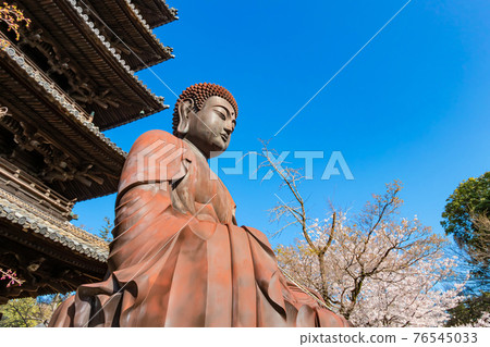 Hachikoyama Kosho-ji Temple, cherry blossoms in full bloom <Nagoya City, Aichi Prefecture> Hachikoyama Kosho-ji Temple, cherry blossoms in full bloom <Nagoya City, Aichi Prefecture> 76545033